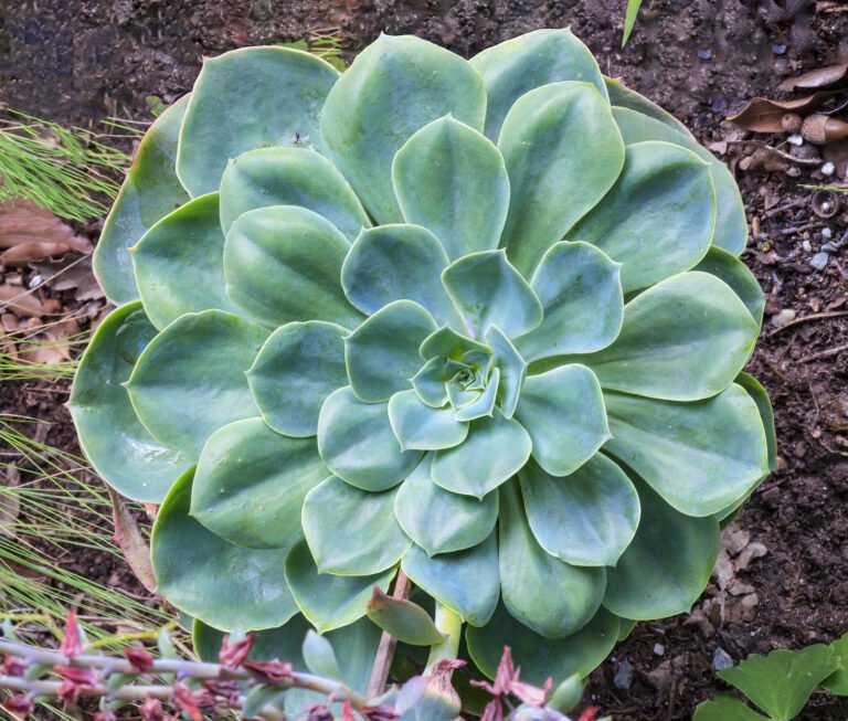 Philodendron scandens Care – Kletternder Klassiker