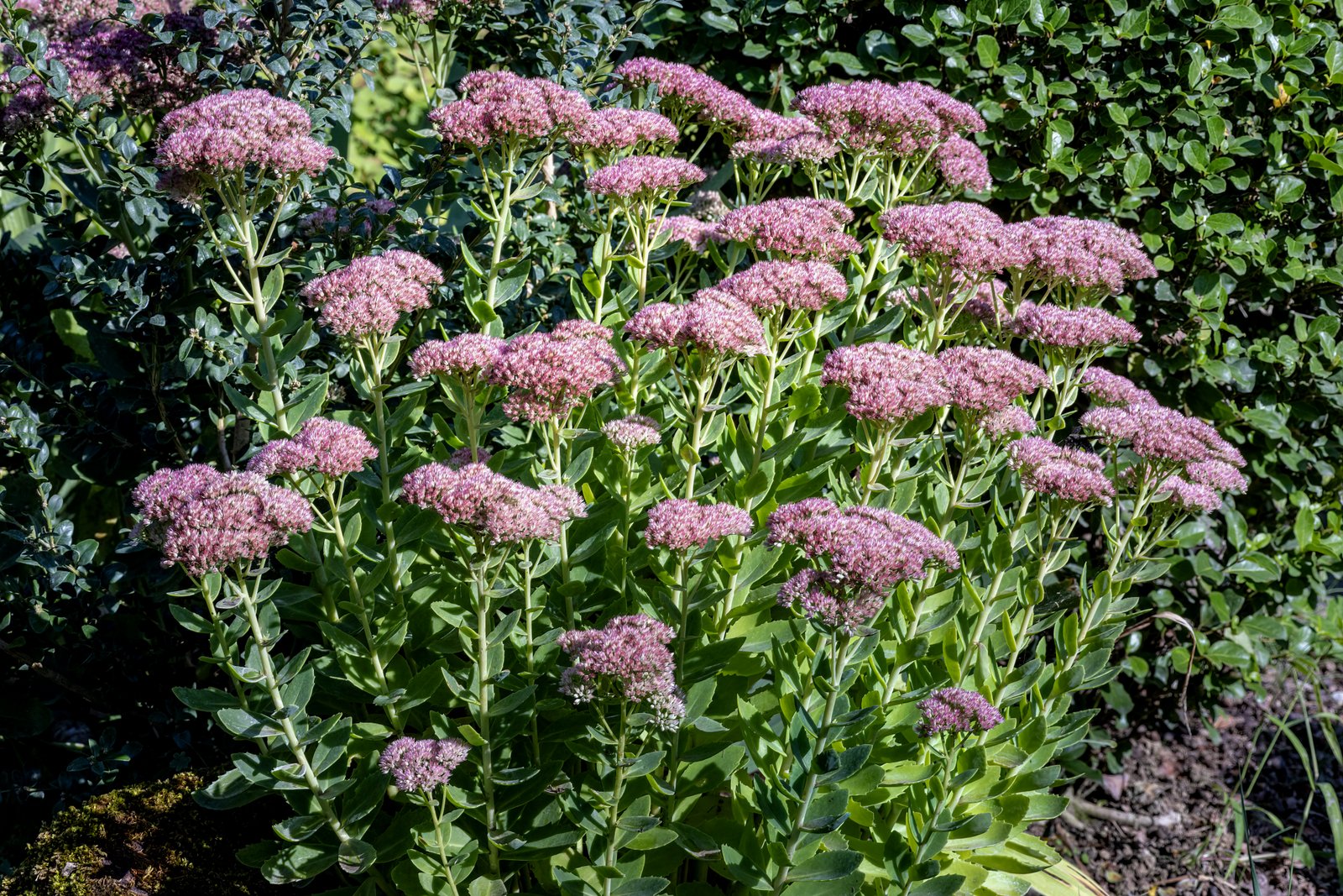 Anzuchterde Guide: Die perfekte Soil for Sowing and Setzlinge