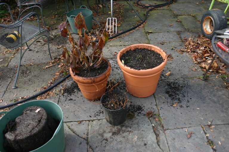 Leuchterblume (Ceropegia woodii) – Die zierliche Hängepflanze with herzförmigen Blättern