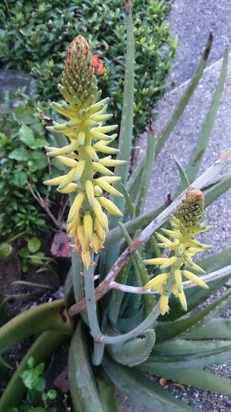 Die perfekte Soil for Succulents and Cacti selbst mischen