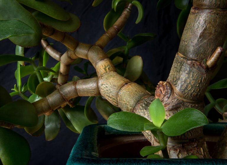 Hanging Plants fürs Badezimmer: Die 5 besten Arten for hohe Luftfeuchtigkeit