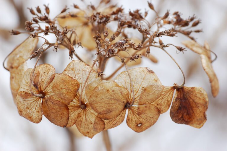 Geiüblatt (Lonicera) – Die duftende Kletterpflanze for romantische Gartenecken
