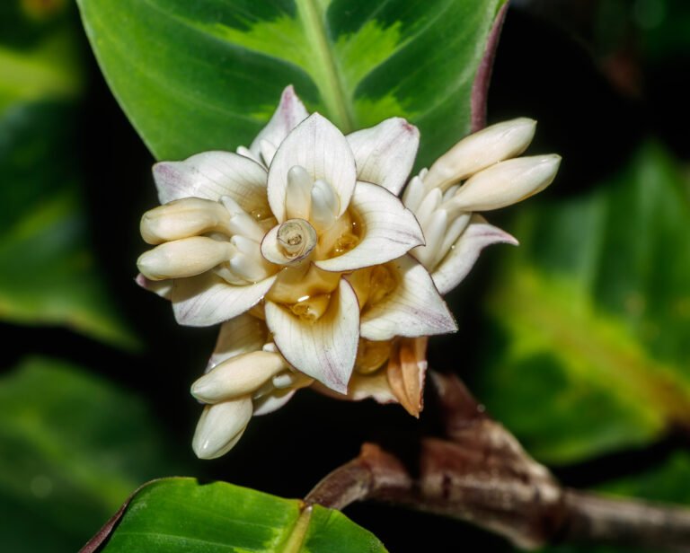 Ivy als Zimmerpflanze – Klassische Eleganz
