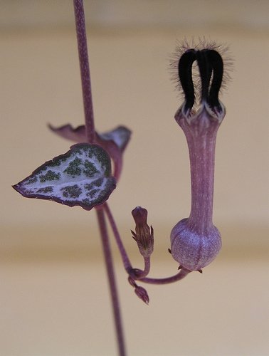 Automatische Bewässerungssysteme for Houseplants: Urlaub without Gießstress