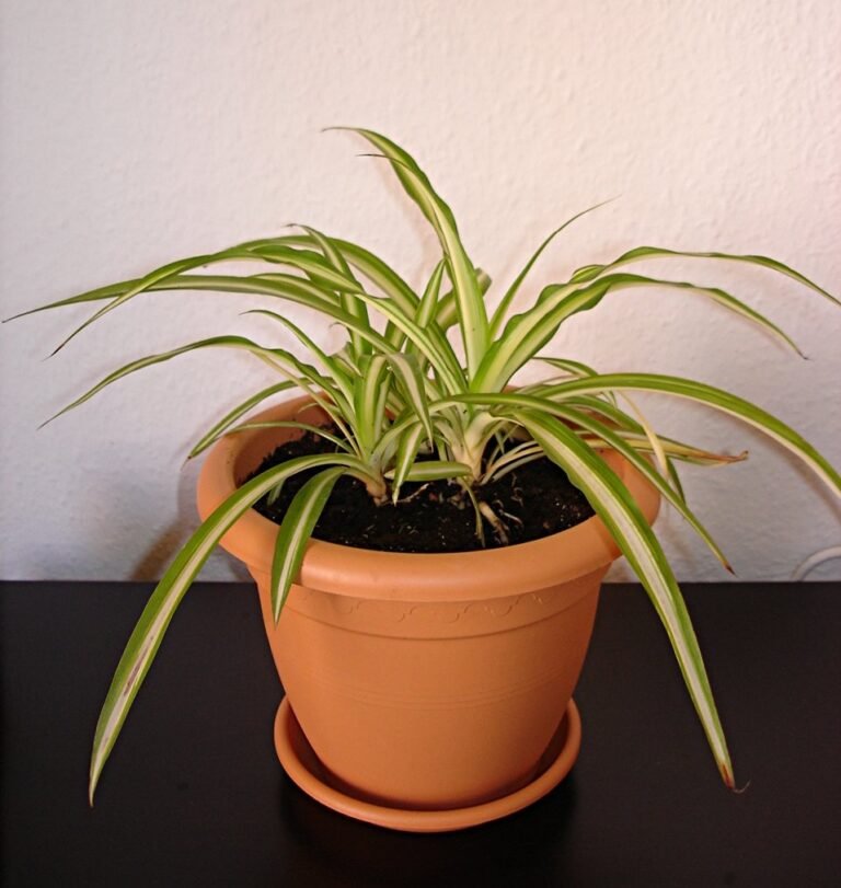 Bewässerungskugeln and Wasserreservoirs: Einfache Lösungen for Houseplants