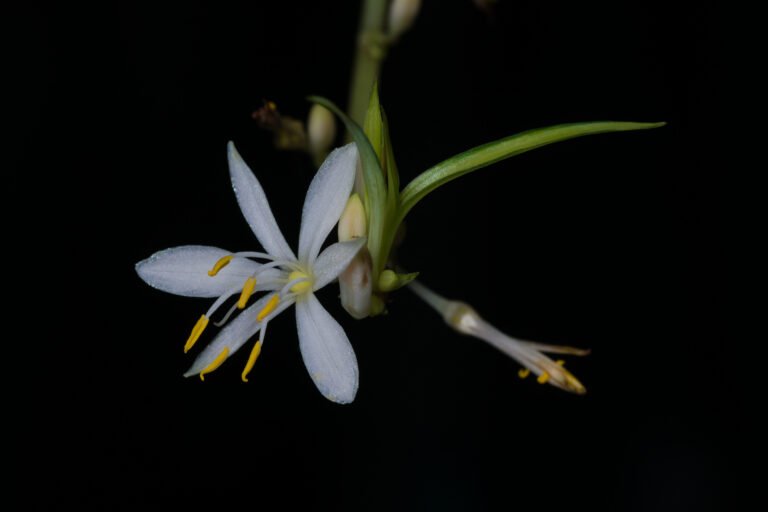 Echeveria – Die rosettenförmige Sukkulente for drinnen and draußen