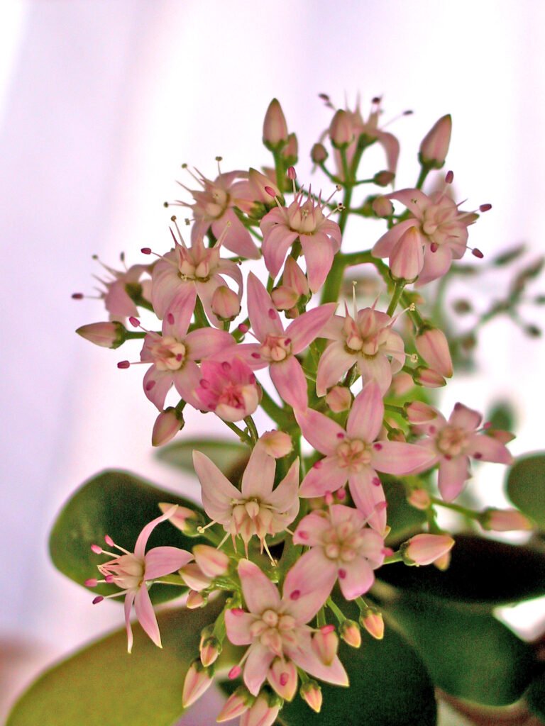 Nährstoffmangel erkennen: Gelbe Leaves, braune Spitzen and Co. correctly deuten