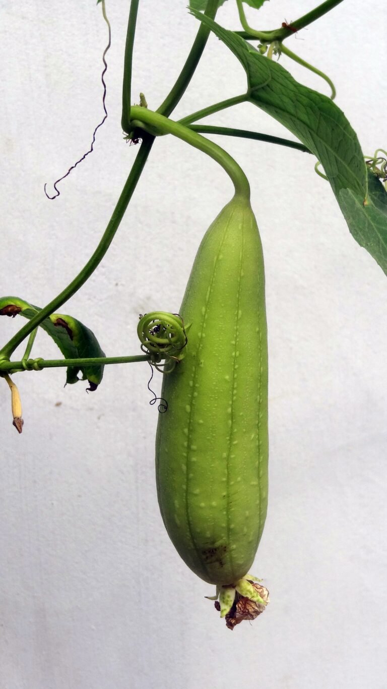 Feuchtigkeitsmesser for Plants: Lohnt sich die Anschaffung?