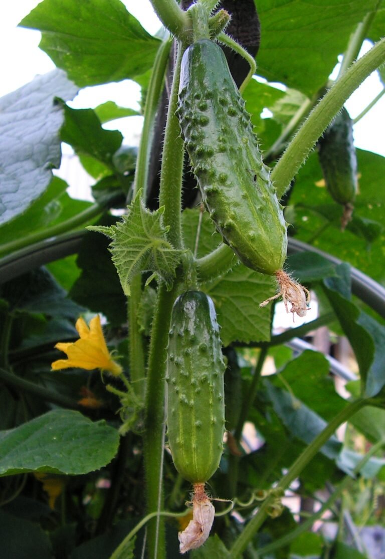 Repotting leicht gemacht: Schritt-for-Schritt Guide for gesunde Plants