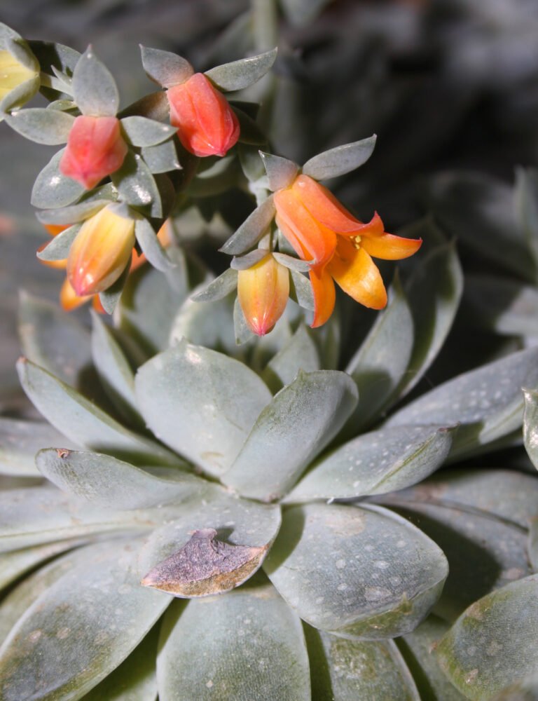 Substrate selbst mischen: Die besten Rezepte for your Houseplants