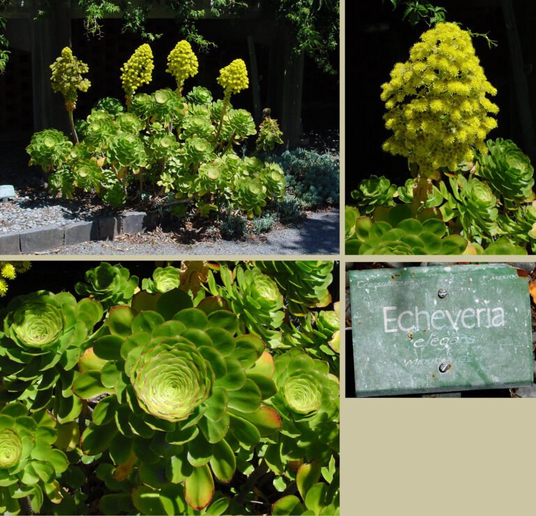 Hydrokultur and mineralische Substrate: Der erdlose Garden for your Zuhause