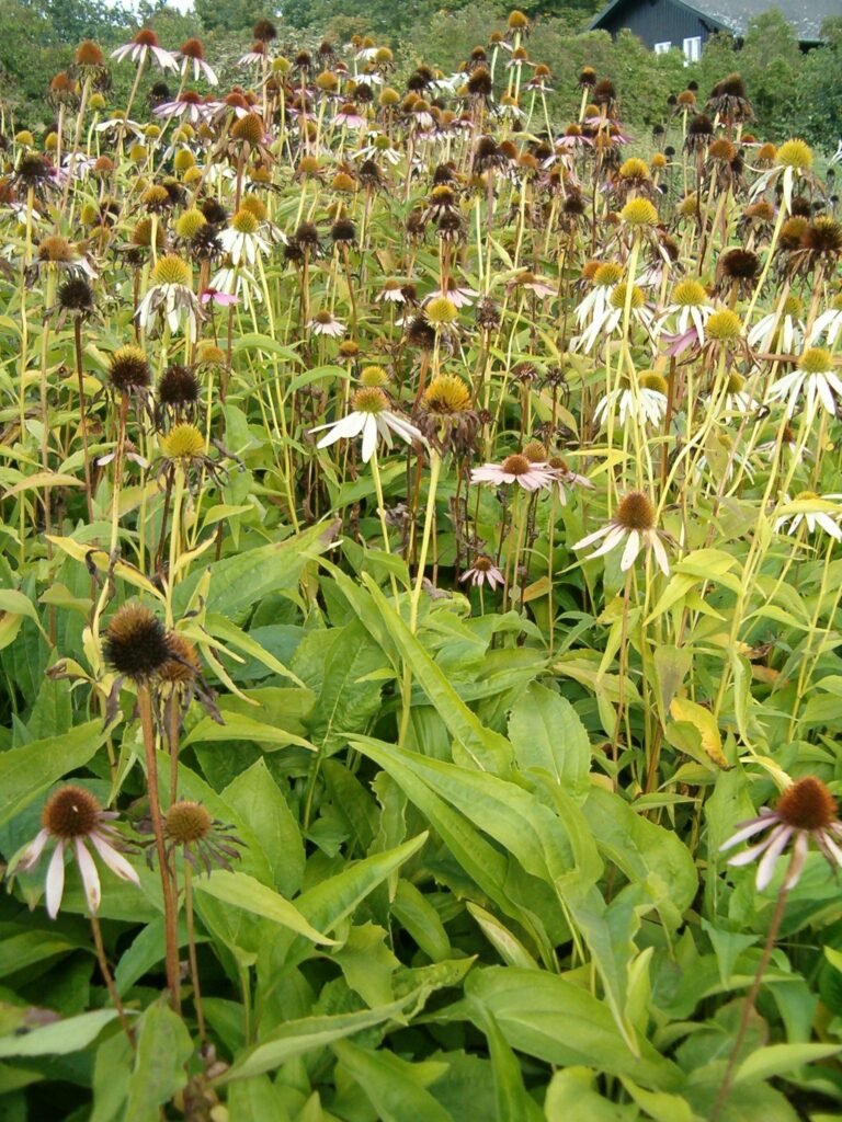 Wie oft sollte man Plants watering – Der große Gießrhythmus-Guide