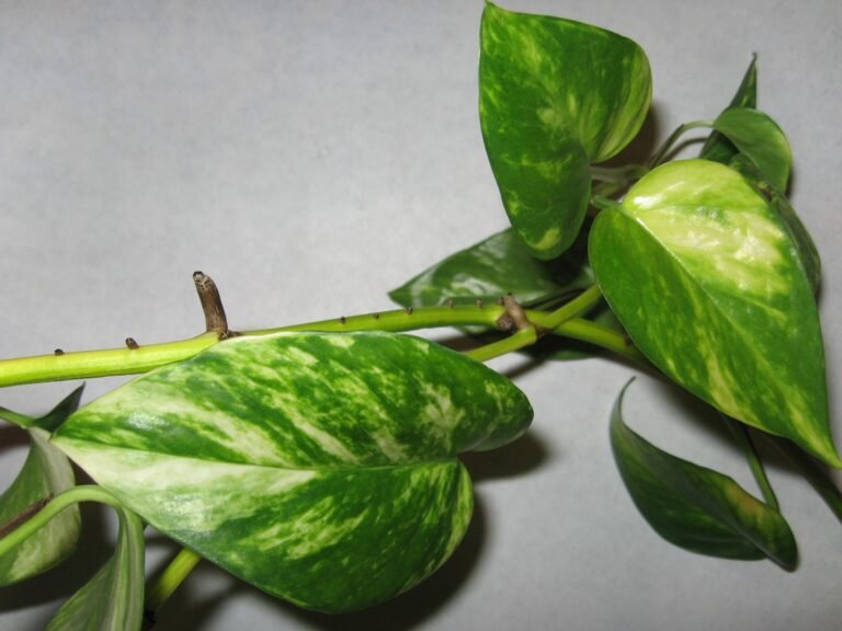 Tropfbewässerung for Balcony and Garden: Effizient Wasser sparen