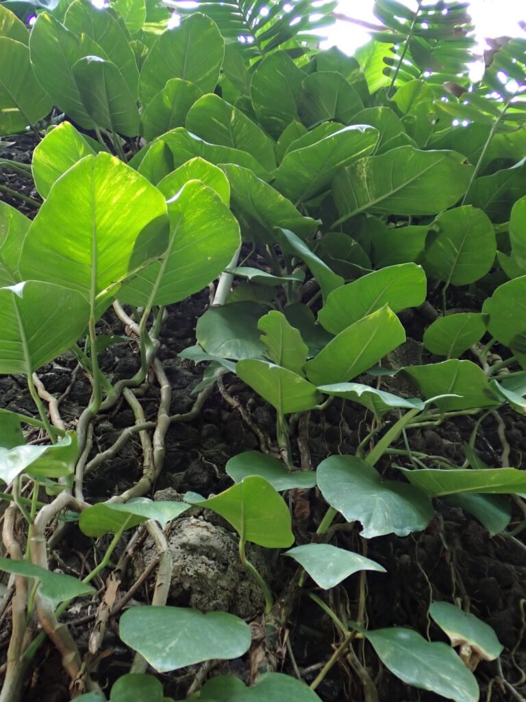 Usambaraveilchen caring for: Tips for dauerhafte Blütenpracht