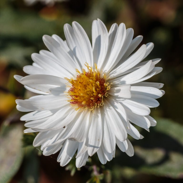 Wann and how oft fertilizing – Der saisonale Düngekalender for Plants