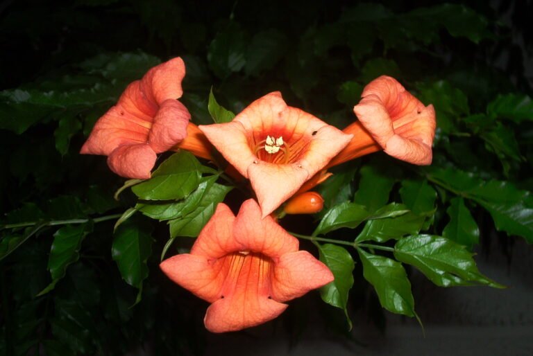 Terrakotta, Kunststoff oder Keramik: Welcher Blumentopf passt zu deiner Plant?