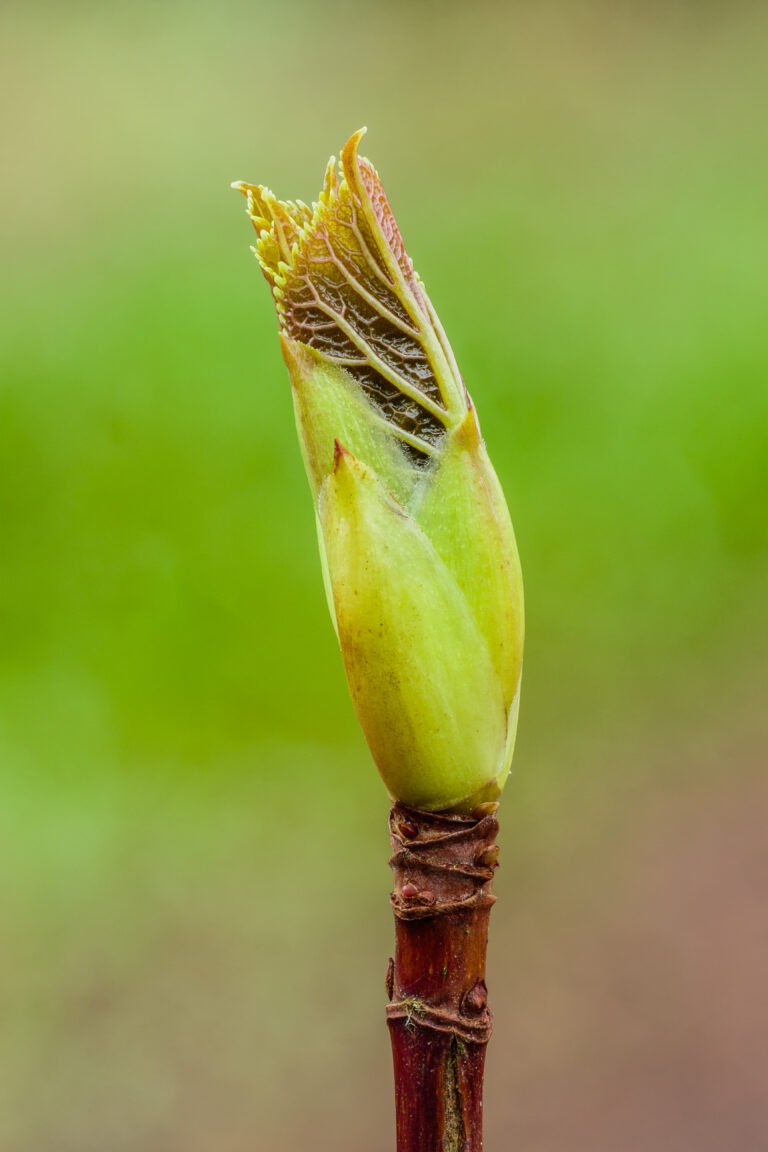 Offshoots and Kindel: Vegetative Propagation easy erklärt