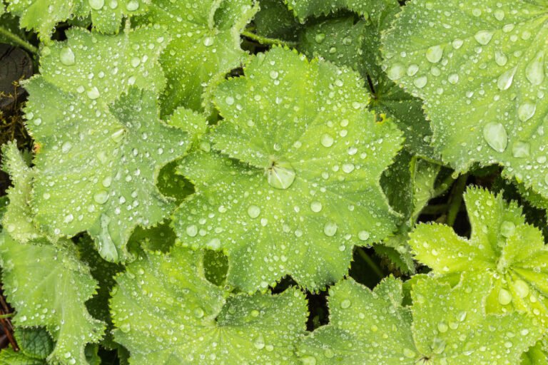 Mangelerscheinungen bei Plants erkennen and correctly fertilizing