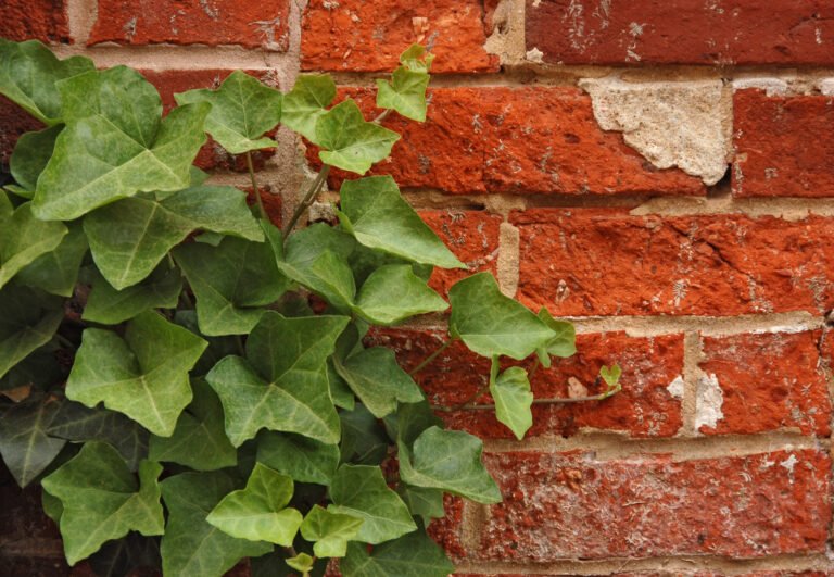 Dickmönnchen (Pachysandra terminalis) – Der ultimative Shade-Ground Cover