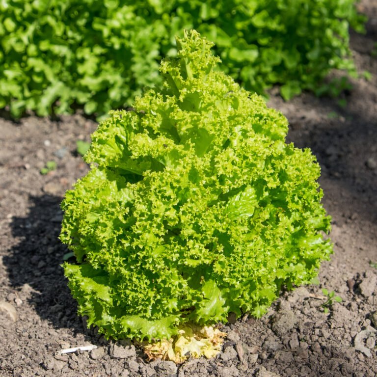 Überdüngung bei Plants erkennen and beheben