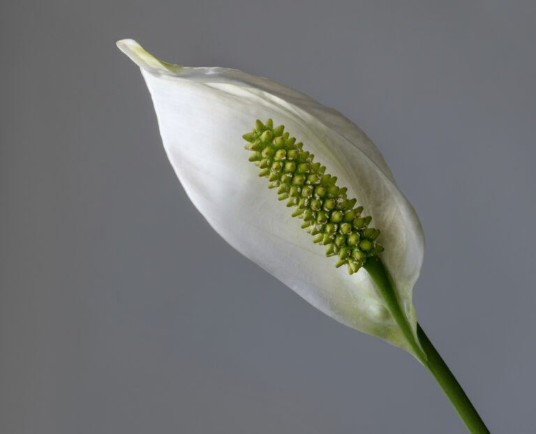 Die right Blumenerde: Substrate for jede Pflanzenart