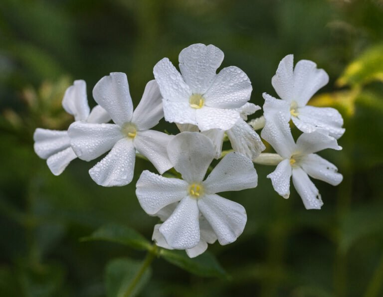 Hibiskus (Garteneibisch) – Plants, Pflegen and Überwintern