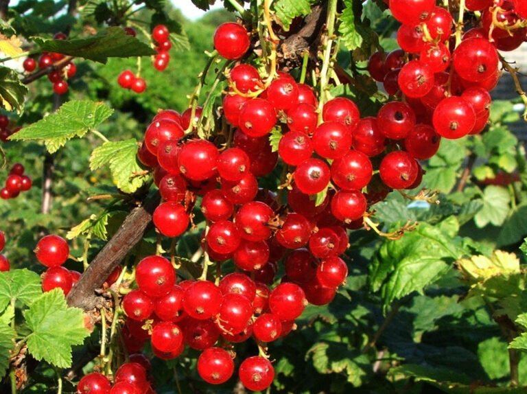 Plants durch Teilung vermehren: So geht’s correctly