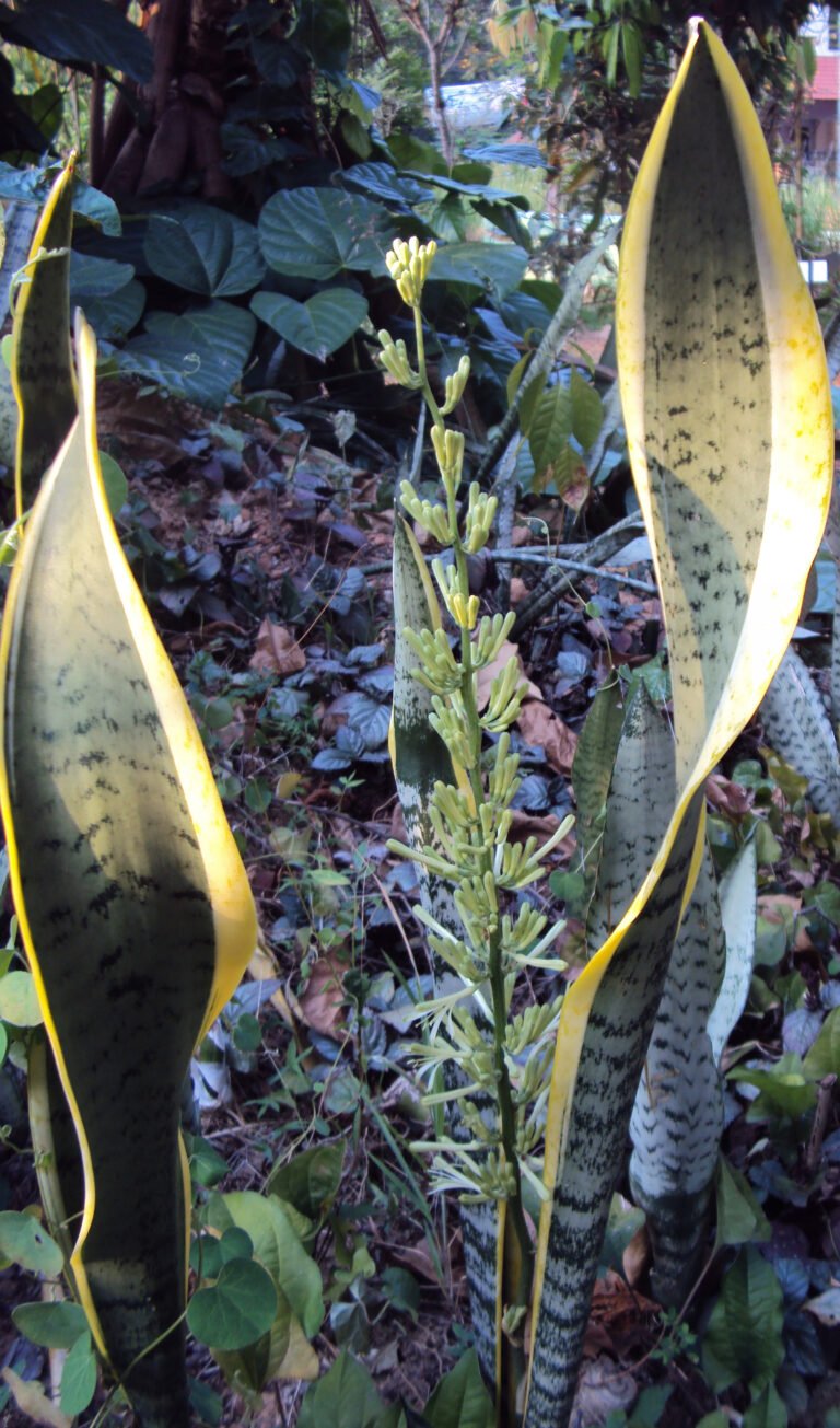 Substrate for Houseplants: Kokos, Perlite, Vermiculit and Co. in the Überblick
