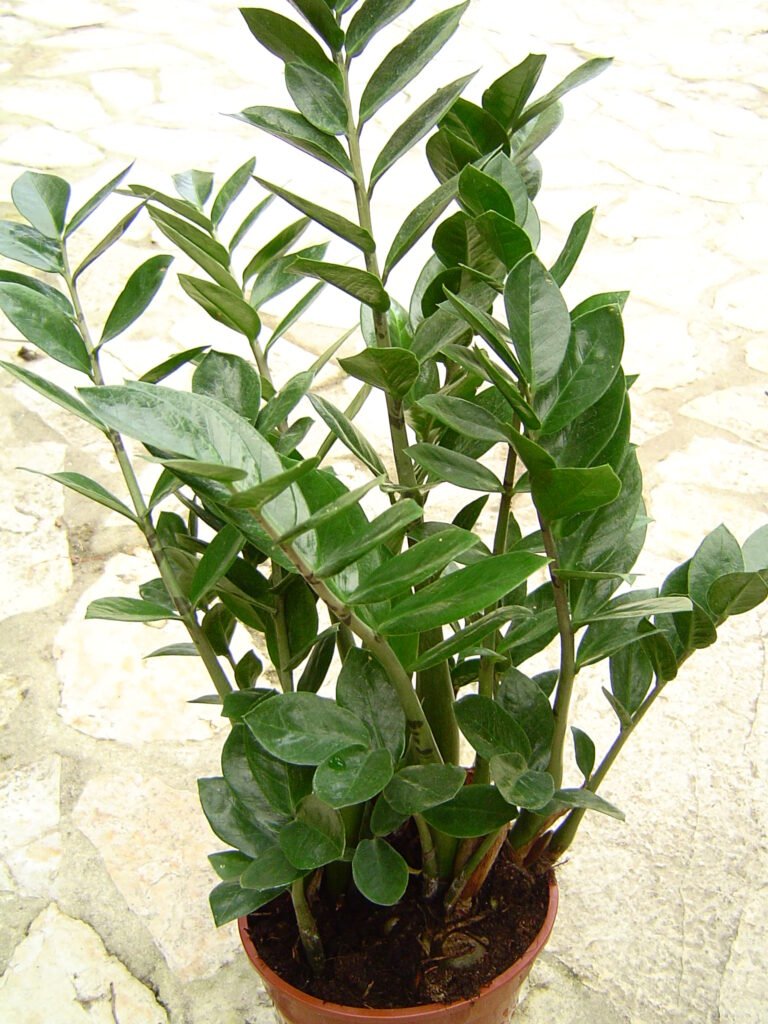 Hainbuche (Carpinus betulus) – Die robuste Heckenpflanze for jeden Soil