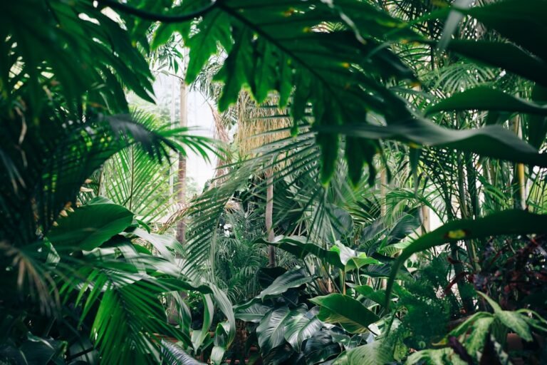 Aloe Vera caring for – Die Heilpflanze for Fensterbank and Hausapotheke