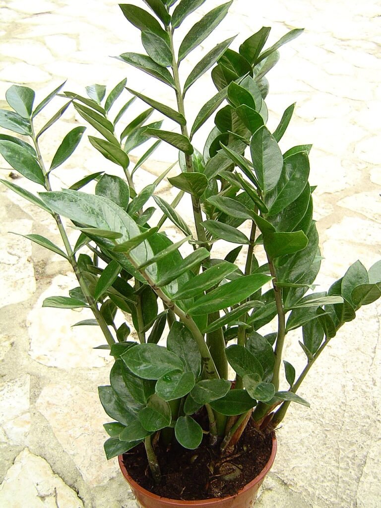 Plants fertilizing with Hausmitteln: Kaffeesatz, Eierschalen and Co.