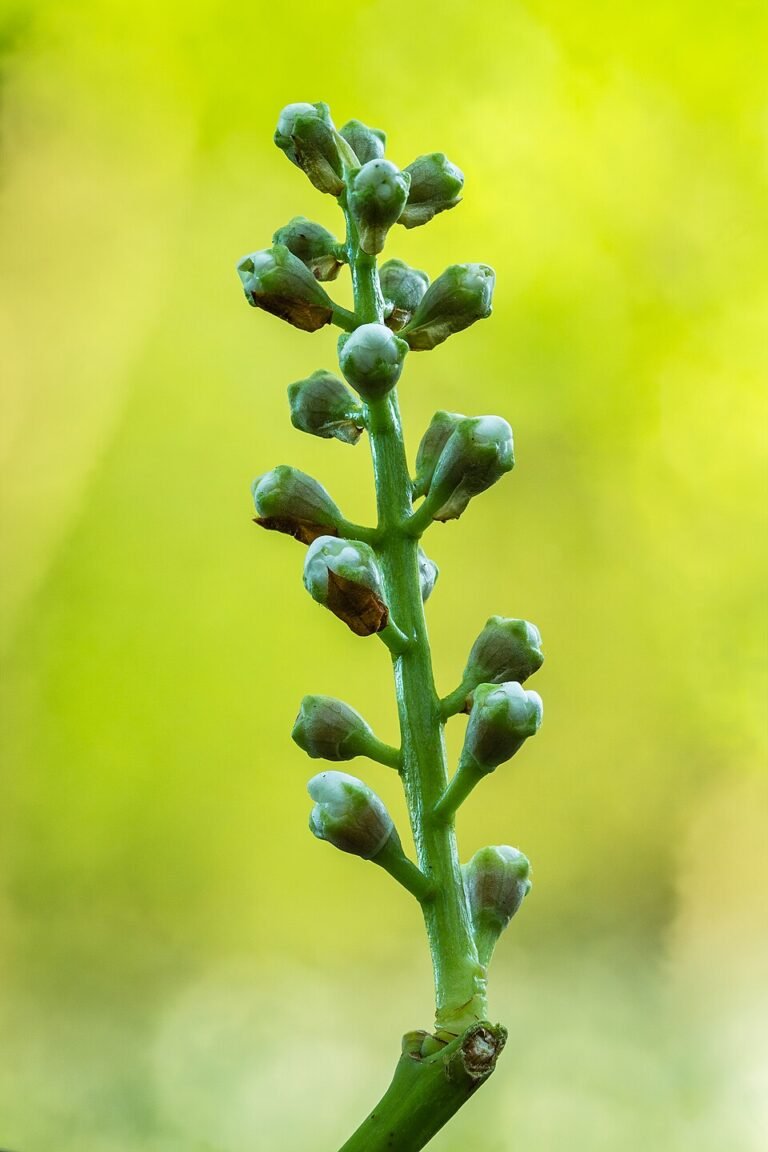 Leuchterblume (Ceropegia woodii): Zarte Herzen an langen Ranken