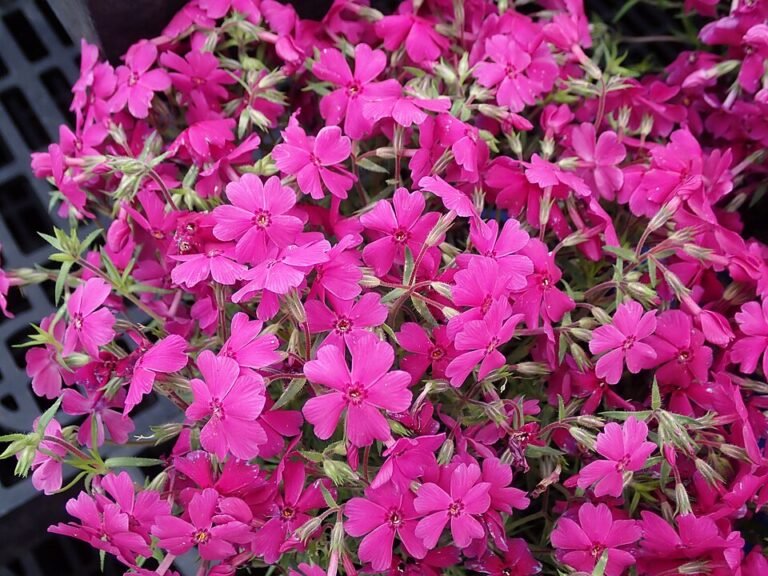 Hydrangeas correctly caring for: Von Bauernhortensie bis Rispenhortensie