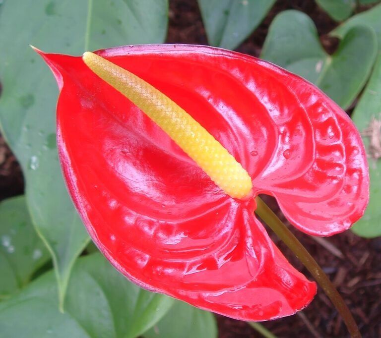 Geißblatt (Lonicera): Duftende Kletterpflanze for Sommerabende