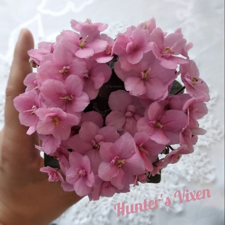 Polsterphlox (Phlox subulata): Der blühende Teppich for den Frühlingsgarten