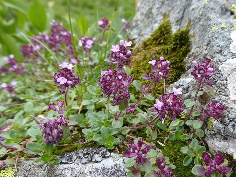 Spezialdünger for Orchids, Cacti and Succulents – Das musst du wissen