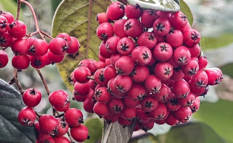 Urlaubsbewässerung – So überleben your Plants die Reisezeit