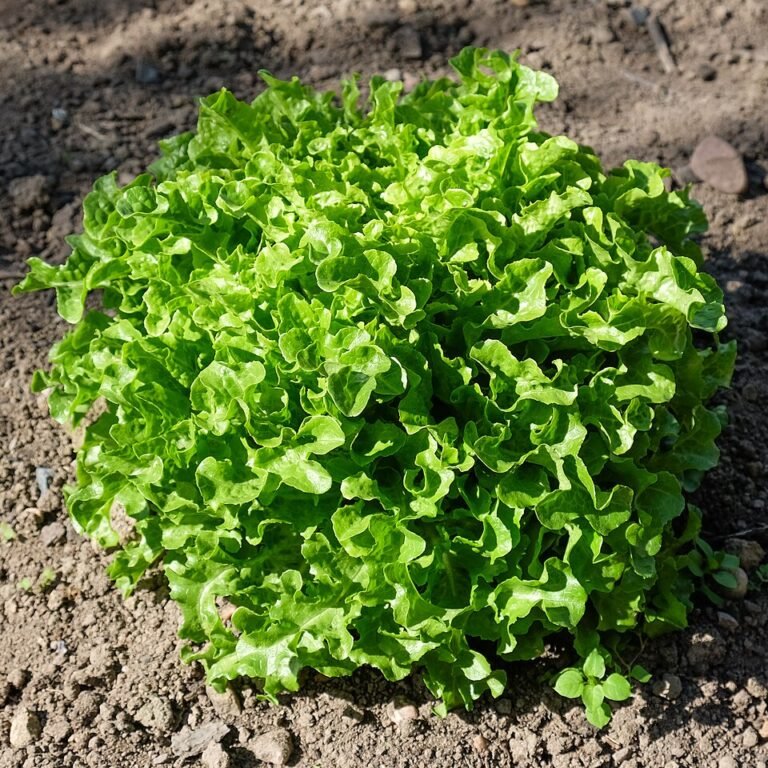 Plant Care-Sets – Was sollte drin sein and welches Set ist das best?