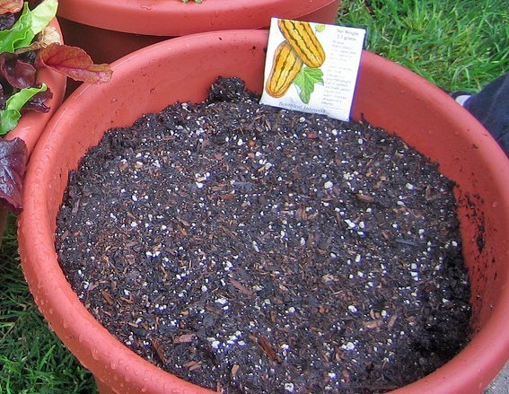 Wurzelfäule bei Houseplants – how du sie erkennst, behandelst and in Zukunft vermeidest