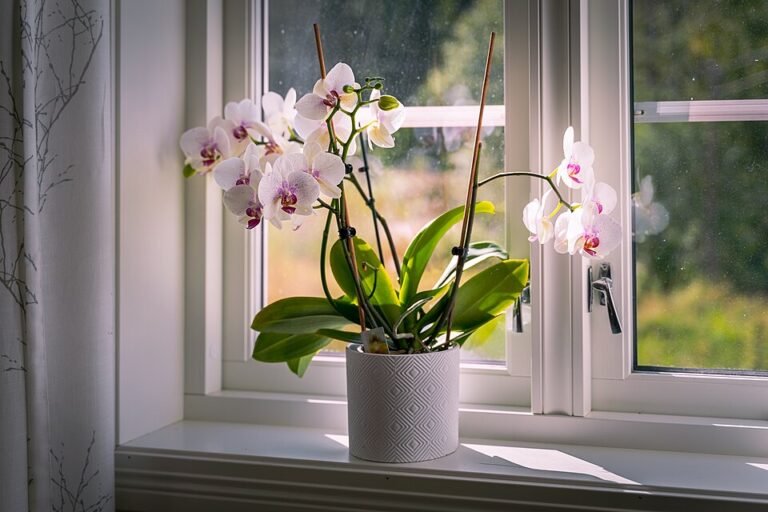Hydrokultur vs. Soil: Vor- and Nachteile for Houseplants