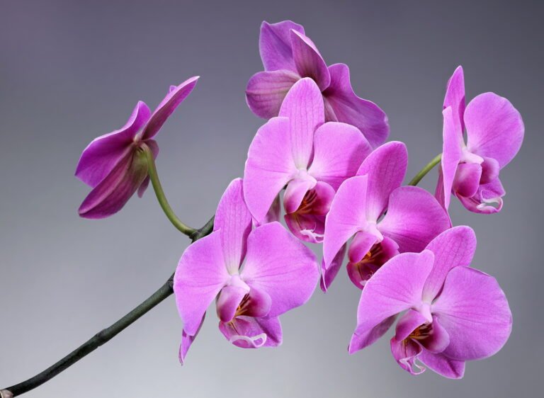 Dragon Tree Care – Pflegeleichte Eleganz