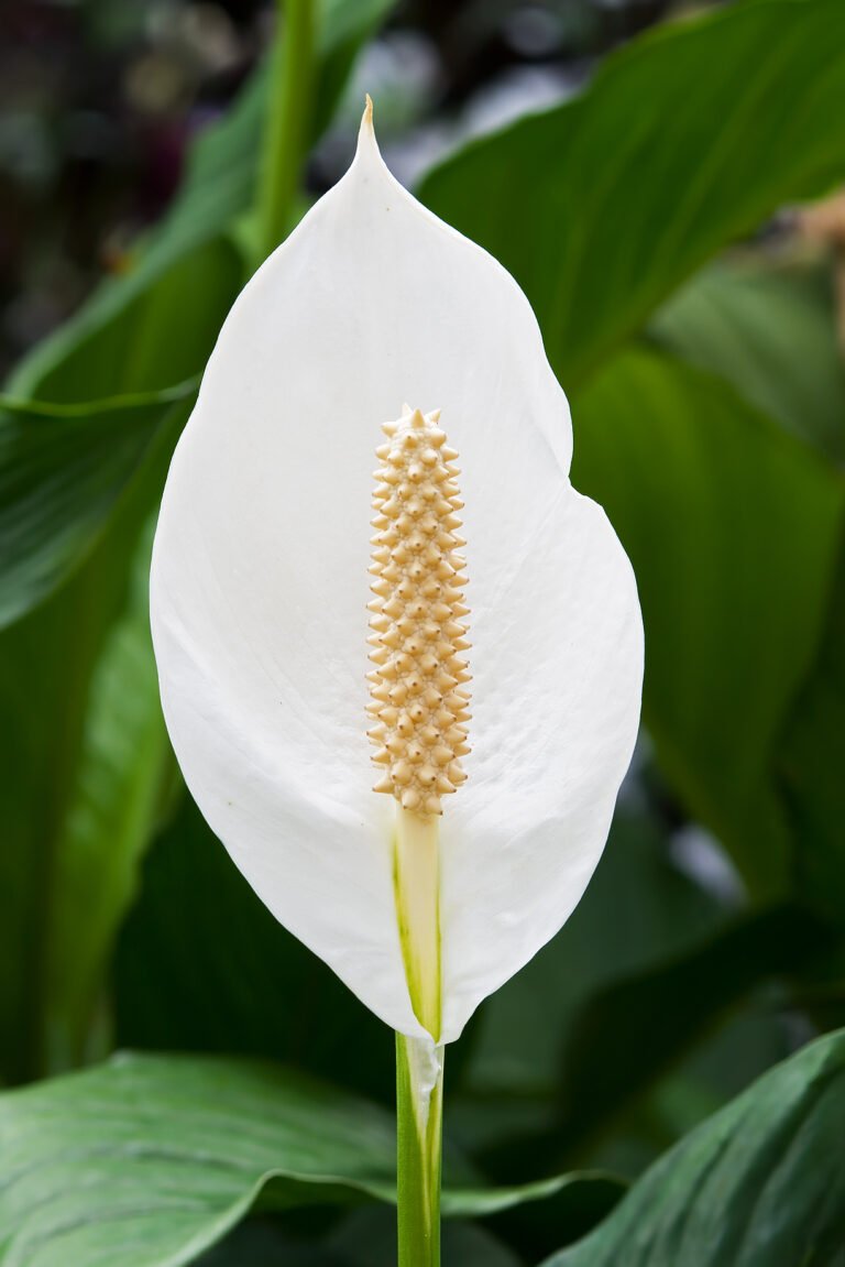 Pothos Care – Der unverwüstliche Alleskönner