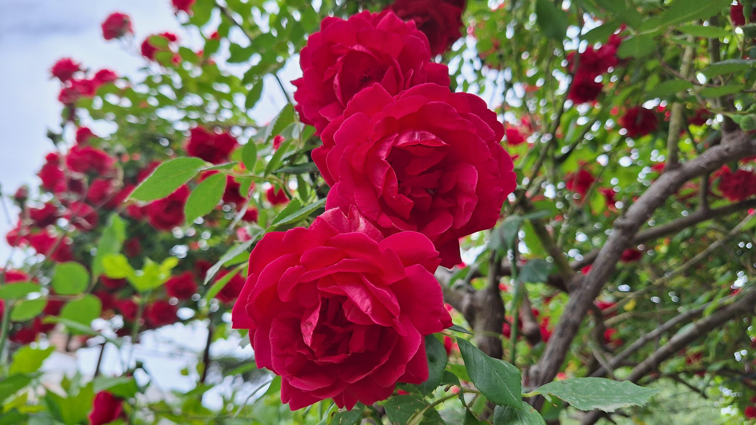 Close-up of a climbing rose bloom