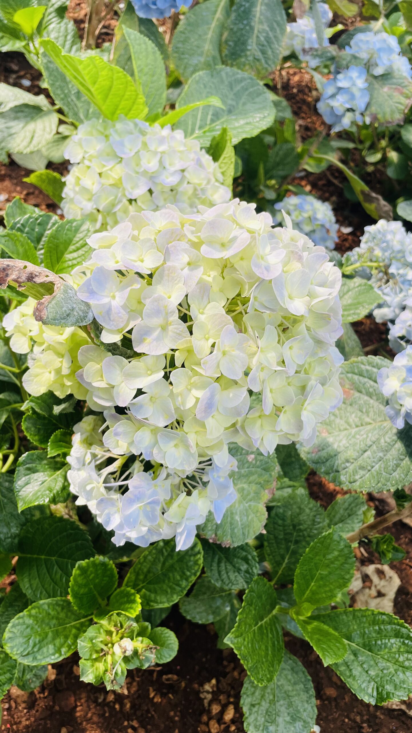 Bigleaf hydrangea (Hydrangea macrophylla) shrub with leaves