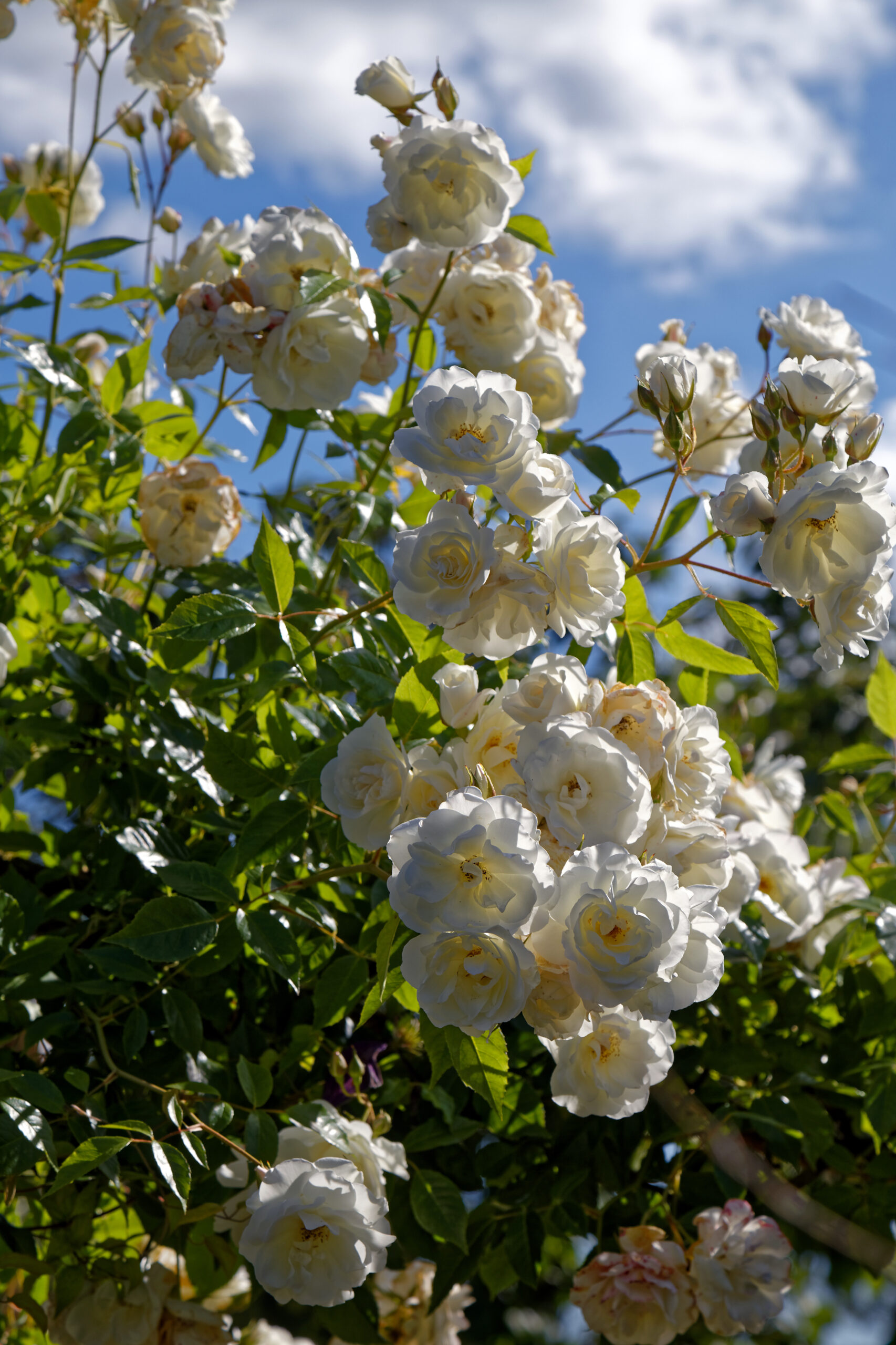 White climbing rose growth habit on a wall