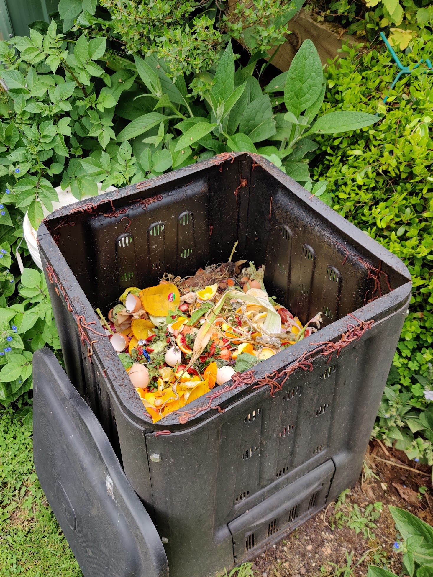 Compost bin showing freshly added kitchen scraps