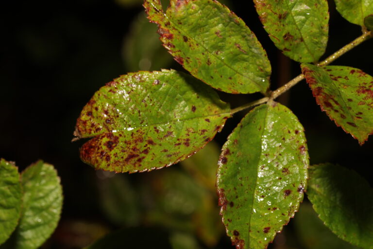 Black spot disease (Diplocarpon rosae) on a rose leaf