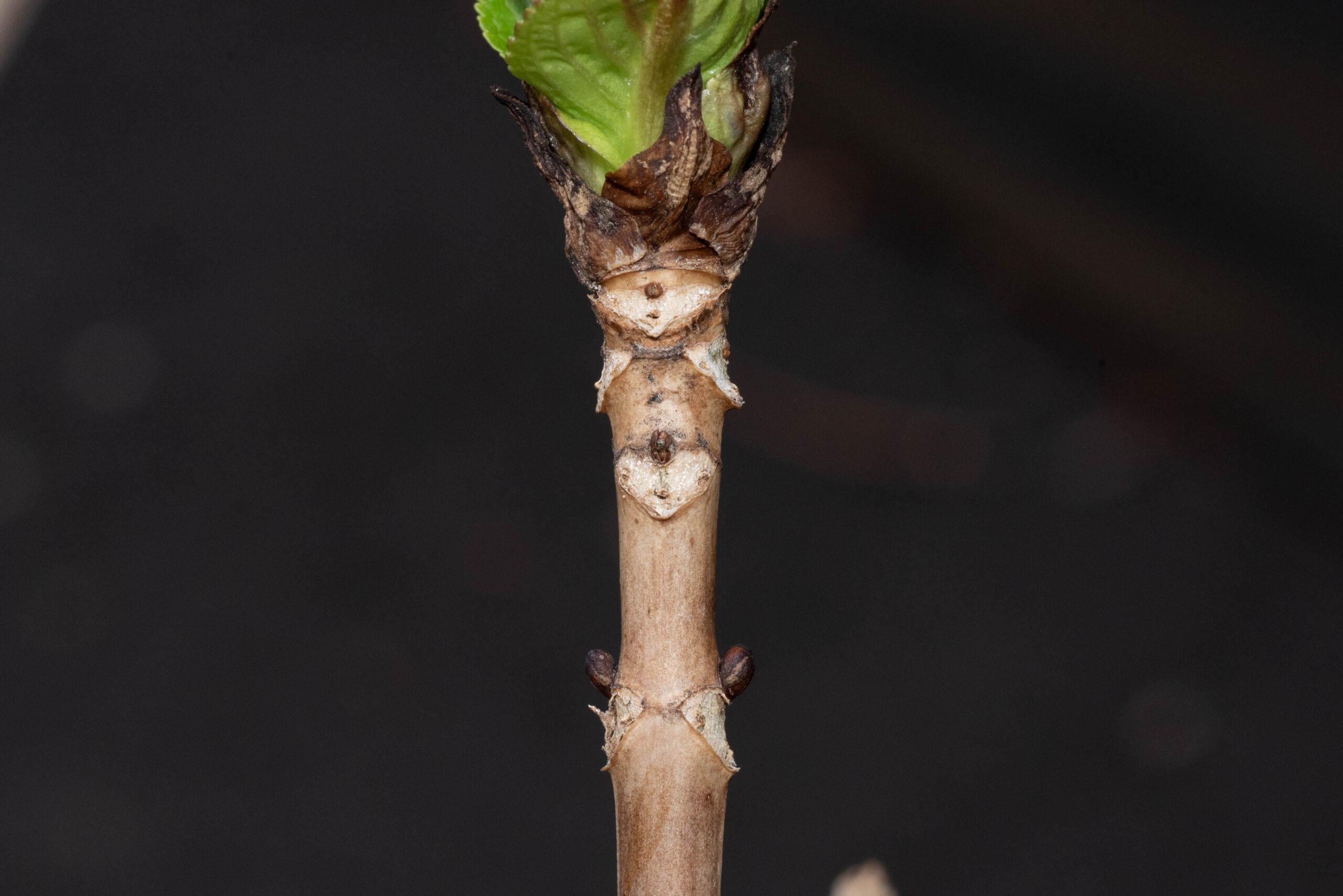 Hydrangea macrophylla stem leaf scars used for taking cuttings