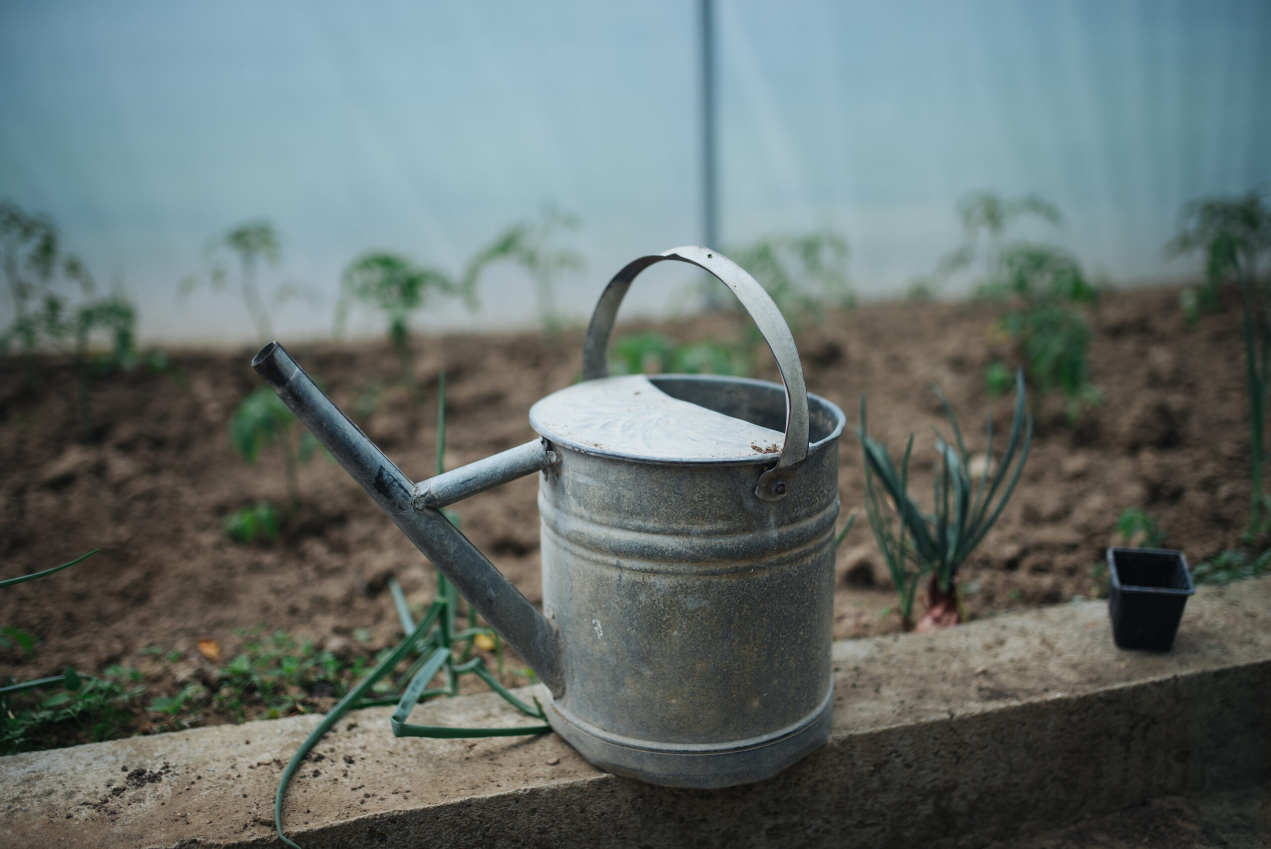 Metal watering can used for watering plants