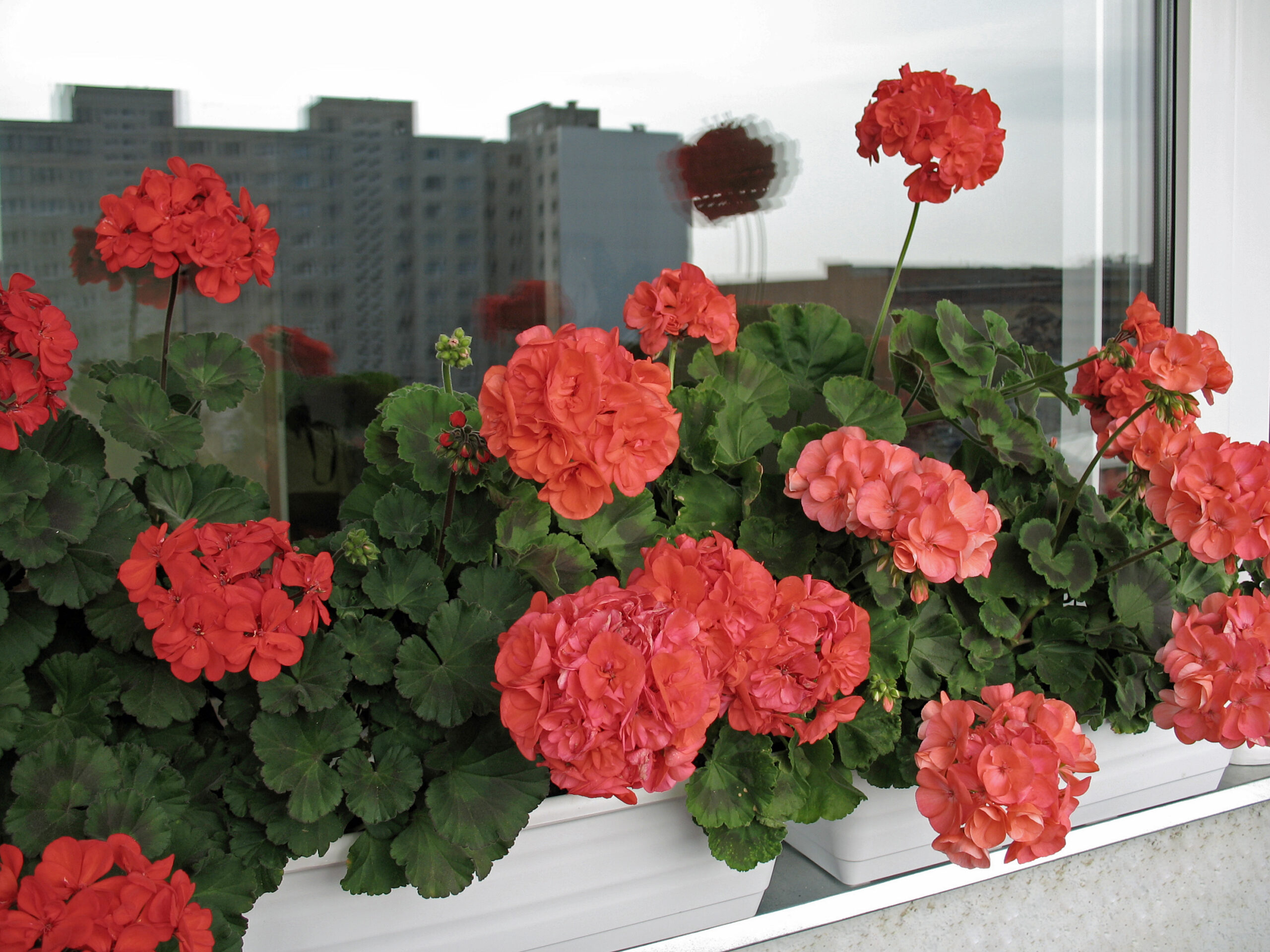 Zonal geranium (Pelargonium zonale) flowering on a balcony